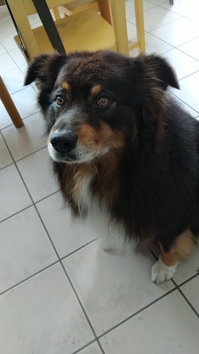 Look Dog, Toiletteur pour Animaux à Bellevigny