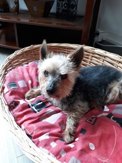 A La Toilette K'Nine, Toiletteur pour Animaux à Thouars