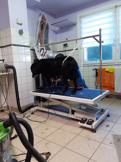 Toilettage Calin & Co., Toiletteur pour Animaux à Sarralbe