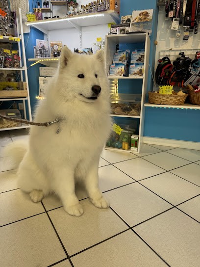 Toutou Mousse, Toiletteur pour Animaux à Montrevel-en-Bresse