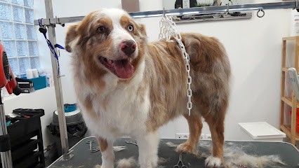 Anima'Look, Toiletteur pour Animaux à Escaudain