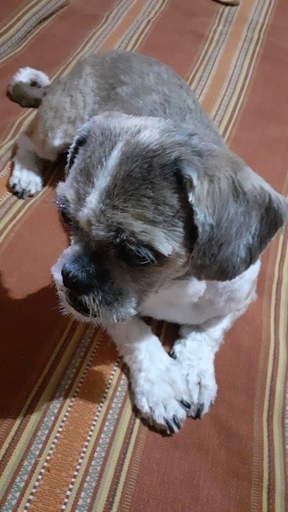 Allo Dogo, Toiletteur pour Animaux à Andance