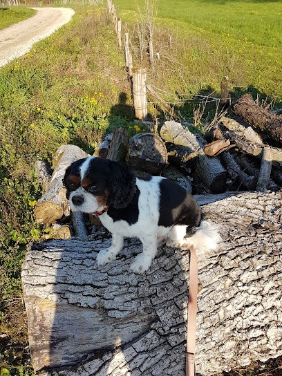 Cabotin, Toiletteur pour Animaux à Bar-le-Duc