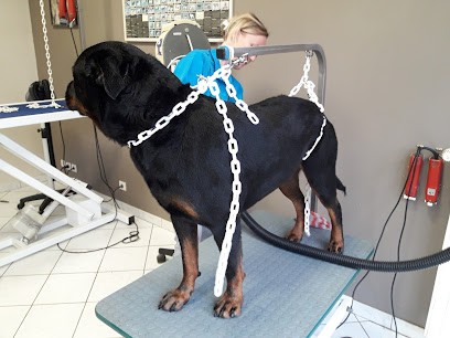 Planète Dogs, Toiletteur pour Animaux à Mantes-la-Jolie