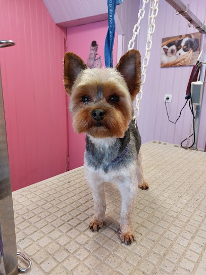 Cathy Toutou, Toiletteur pour Animaux à Rue