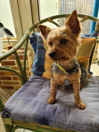 Atelier du Chien, Toiletteur pour Animaux à Pornic