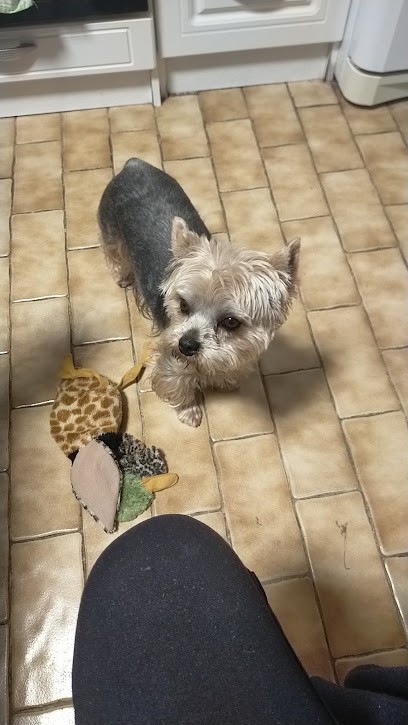 Atout Poil, Toiletteur pour Animaux à Pleumeur-Bodou