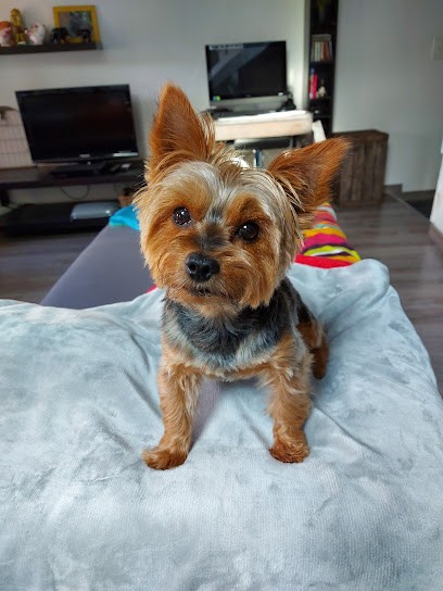 Punky Toilettage, Toiletteur pour Animaux à Plan-d'Orgon