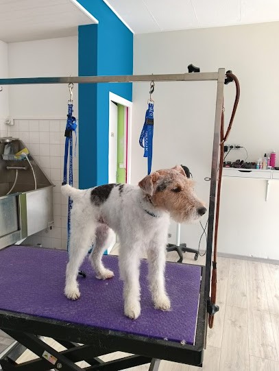L'Atelier Des Poilus, Toiletteur pour Animaux à Villeneuve-sur-Lot