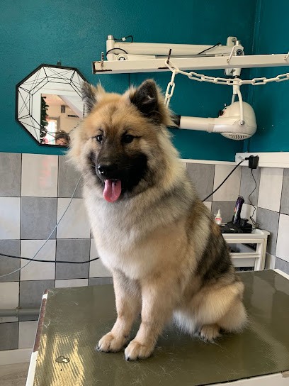 Mura Sandrine Marie Jeanne, Toiletteur pour Animaux à Sénas