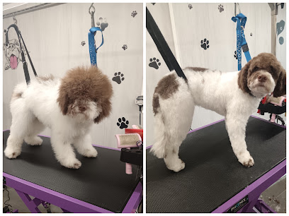 Beauté Canine Lauryn Toiletteur Pour Animaux à Auxerre