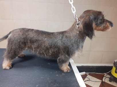 Coiff'dogs, Toiletteur pour Animaux à La Châtre