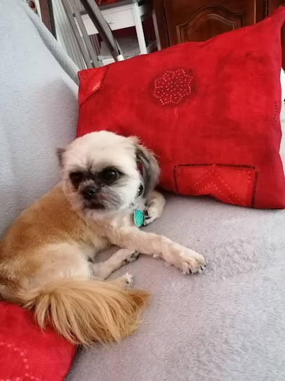 Piboyeux Michel, Toiletteur pour Animaux à Landos