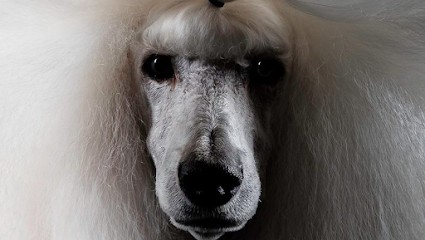 TREND DOGS AND CATS, Toiletteur pour Animaux à Lille