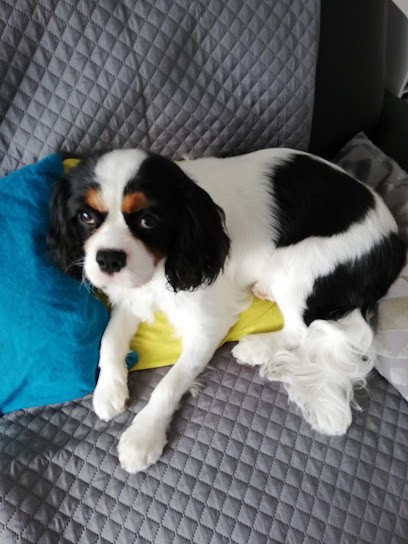 Dog Saloon, Toiletteur pour Animaux à Wattignies