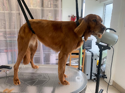 Grooming Art By Romy, Toiletteur Pour Animaux à Marœuil
