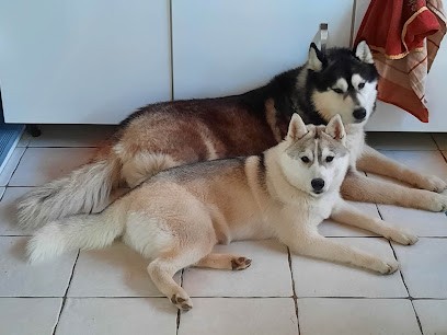 Les ciseaux d'or d'Amandine, Toiletteur pour Animaux à Roquebrune-sur-Argens