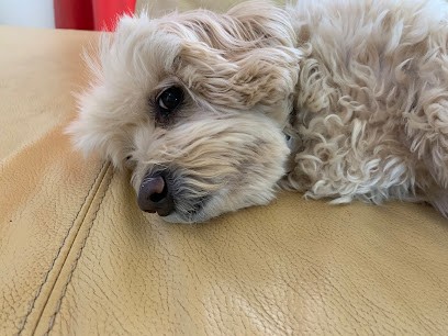 AU CHIEN CHIC, Toiletteur pour Animaux au Lavandou