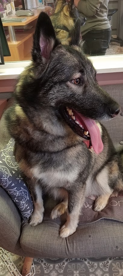 SAONE TOILETTAGE, Toiletteur pour Animaux à Saône