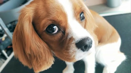 PATALO, Toiletteur pour Animaux à Meilhan