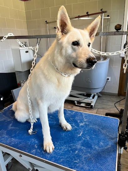 Aux Ch'tis Canins, Toiletteur pour Animaux à Valhuon