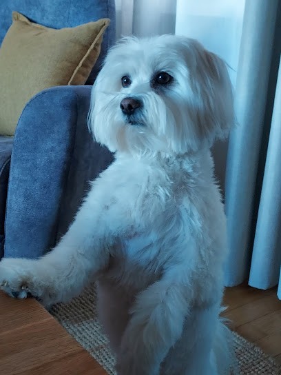 La Maison de Toutou, Toiletteur pour Animaux à Thionville