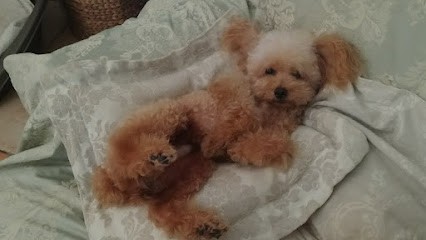 Pluto'chic, Toiletteur pour Animaux à Mont-de-Marsan