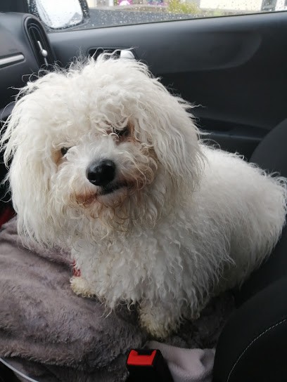 Elle'Dog, Toiletteur pour Animaux à Ploufragan