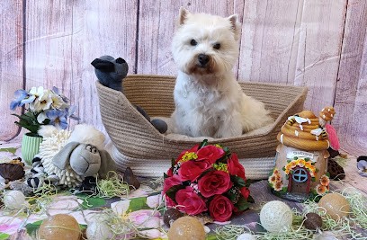 Dogappy toilettage en salon, Toiletteur pour Animaux au Havre