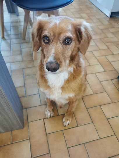 Salon De Toilettage En 2 Coups D'pat, Toiletteur pour Animaux à Tresses