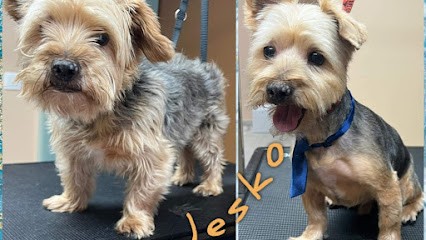 Toilettage canin O’ 4 pattes, Toiletteur pour Animaux à Longuyon