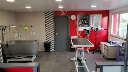 Bien dans mes pattes , toilettage chiens, Goxwiller, Toiletteur pour Animaux à Goxwiller