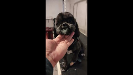 Jean Marc PEREZ / Toiletteur à Domicile, Toiletteur pour Animaux à Issoire