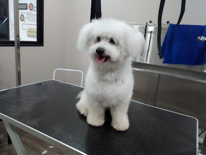 Art'Canin Toilettage, Toiletteur pour Animaux à La Mézière