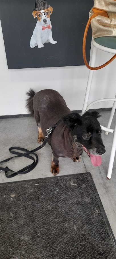 DOGSTYLE, Toiletteur pour Animaux à Moissac