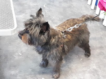 Scoubidou Et Bigoudi, Toiletteur pour Animaux à Marseille 10