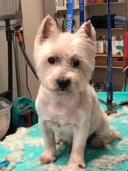 Cath'Pattes, Toiletteur pour Animaux à Valencisse