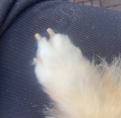 Animo's Services, Toiletteur pour Animaux à Avignon