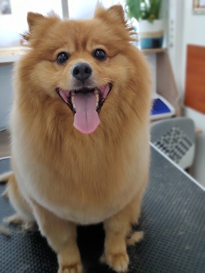 Toilettage Mallemort, Toiletteur pour Animaux à Mallemort