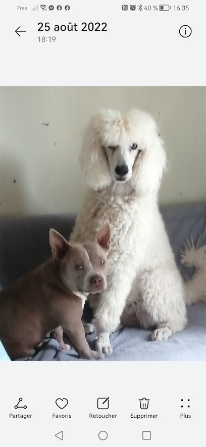 Coup'4 Pattes, Toiletteur pour Animaux à Thimert-Gâtelles