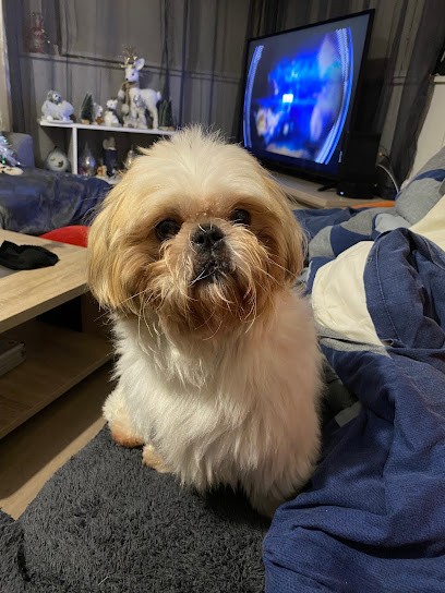 Chic And Dog, Toiletteur pour Animaux à Saint-Malo