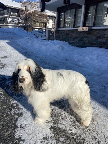 O' Bulles d'Aude, Toiletteur pour Animaux à Sallanches