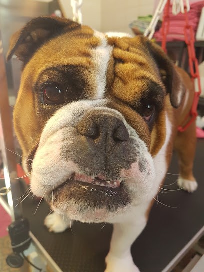 Au Joli Chien, Toiletteur pour Animaux à Lamotte Beuvron