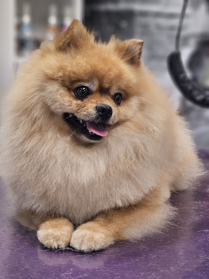 Dog&Cat's Beauté EURL, Toiletteur pour Animaux à Sainte-Maxime