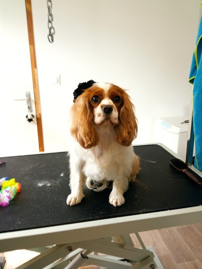 Chienne2Vie, Toiletteur pour Animaux à Silly-sur-Nied