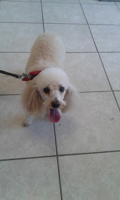 Toilettage Coup D'Patte, Toiletteur pour Animaux à Beaumont-sur-Dême