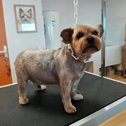 Chien Beauté Toiletteur Pour Animaux à Châteauneuf-sur-Charente