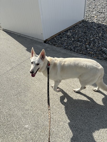 Dog Attitude, Toiletteur pour Animaux au Tréport