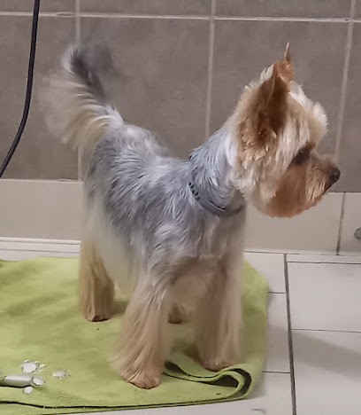 Toilettage : Aux Petits Compagnons, Toiletteur pour Animaux à Saint-Dizier