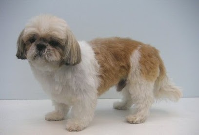 La Toutounière, Toiletteur pour Animaux à Dieppe